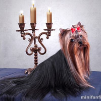 Кобель йорка вязка