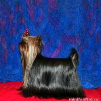 Йоркширский терьер мини,йорки вязка