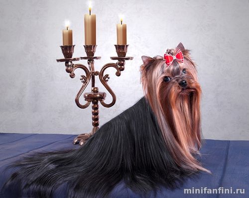 Кобель йорка вязка