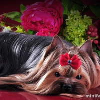 Йоркширский терьер фото