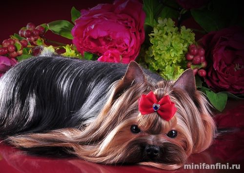 Йоркширский терьер фото